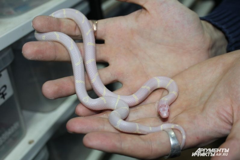Калифорнийская королевская змея морфы альбино.