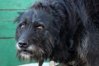 В Асекеевского района соседская собака набросилась на маленьких школьников.