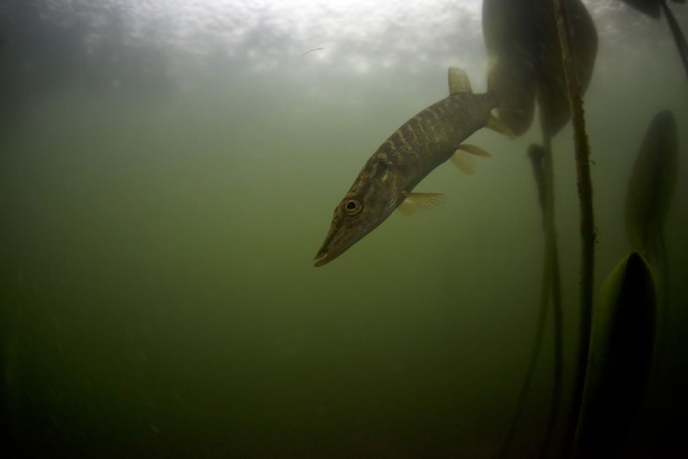 Снимать в пресноводных водоемах сложнее, чем в морях и океанах, говорит фотограф.