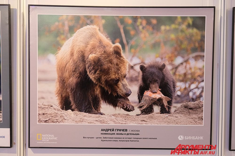 Выставка Фотографий Диких Животных В Москве