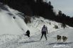 в соревнованиях участвовали не только упряжки, но и лыжники с собаками.