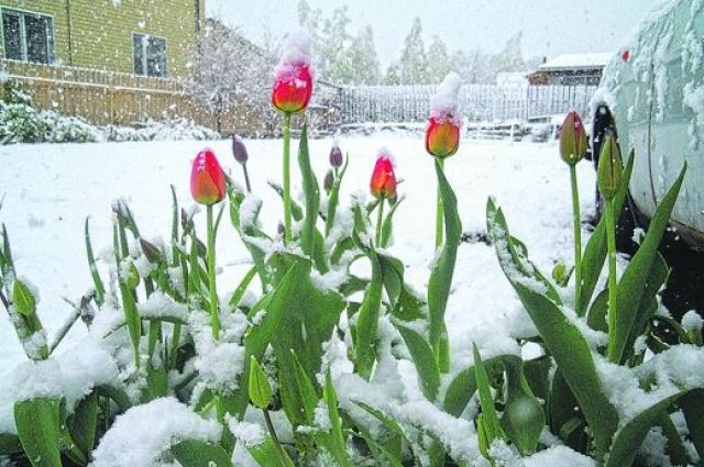 Снег в мае или цветение в январе - аномалия. А все изменения климата, по мнению Елены Яновой, зависят от человека. 