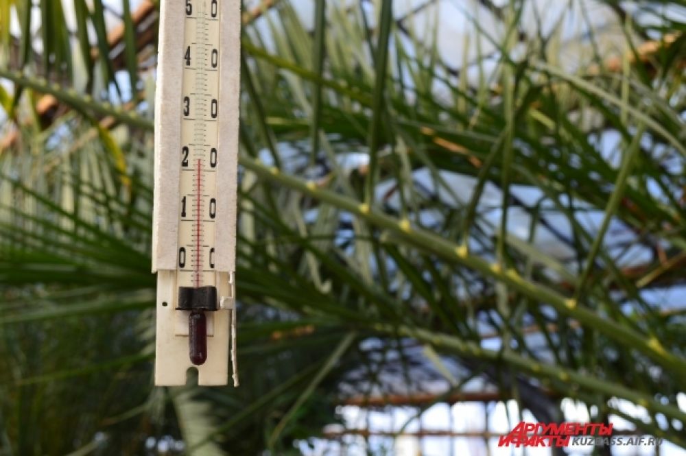 Температура в оранжерее субтропиков комфортная – 23 градуса тепла.