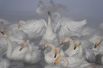 Лебеди-кликуны зимуют на Лебедином озере, расположенном на территории государственного природного комплексного заказника «Лебединый» в Алтайском крае. 25 января 2018 года.