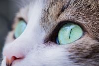 На Мельникайте неизвестные повесили на куст изувеченную кошку
