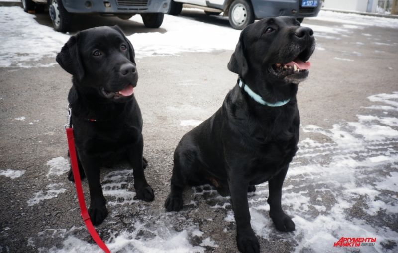 Два лабрадора Блека. Тот, что справа, - взрослый пёс, который ищет тайники с наркотиками. Второй - подросток, которого готовят на замену старшему товарищу.