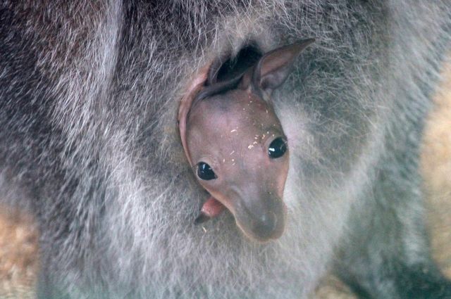 Первые месяцы жизни кенгурята развиваются в сумке матери.