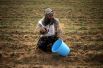 Палестинский фермер сажает пшеницу недалеко от границы с Израилем в южной части сектора Газа. 