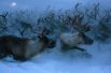 Северные олени в сельскохозяйственном производственном кооперативе «Тундра» в Мурманской области. 