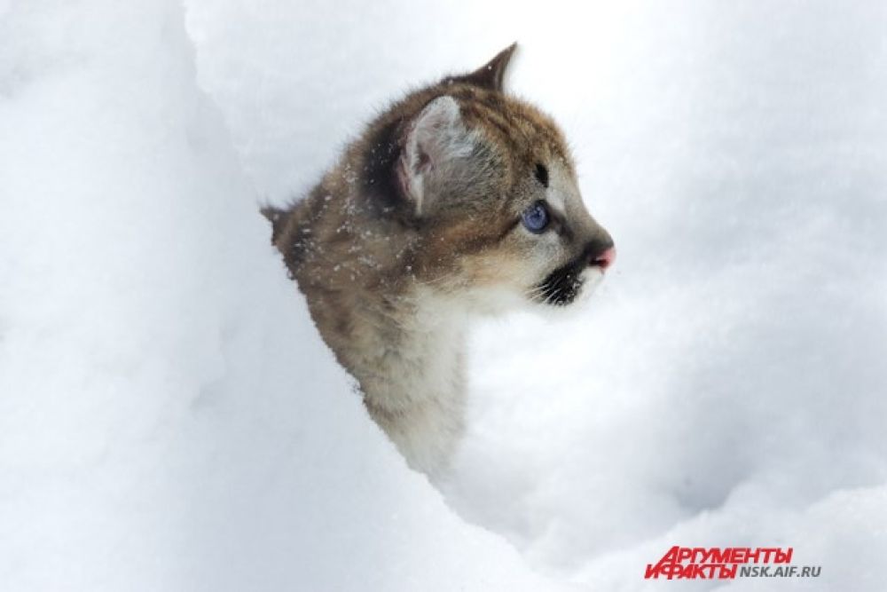 Котенку очень нравится снег и свежий морозный воздух.