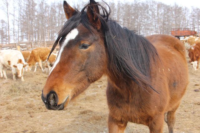 Житель Беляевского района из-за лошади попал в больницу.