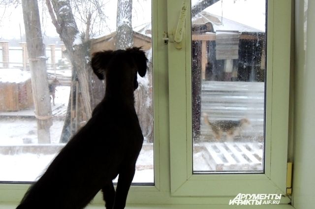 В Оренбурге приют для бездомных животных закрыт для приема кошек и собак.