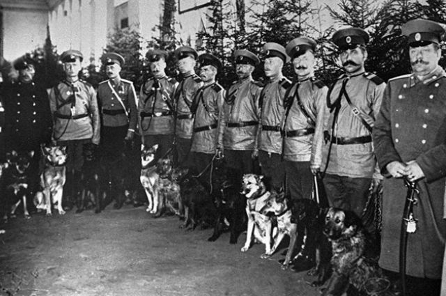 Полицейские демонстрируют собак на выставке в Санкт-Петербурге. 1914 год.