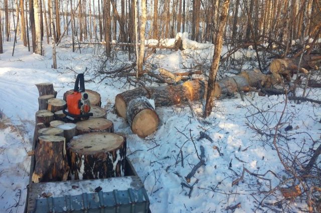 Во время заготовки дров на трехлетнего малыша упало дерево. 