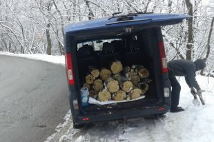 В Киеве неизвестные спиливали деревья в парке-памятнике «Сырецкий гай»
