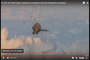 Плутовка с удовольствием сменила мышек на блинчики.