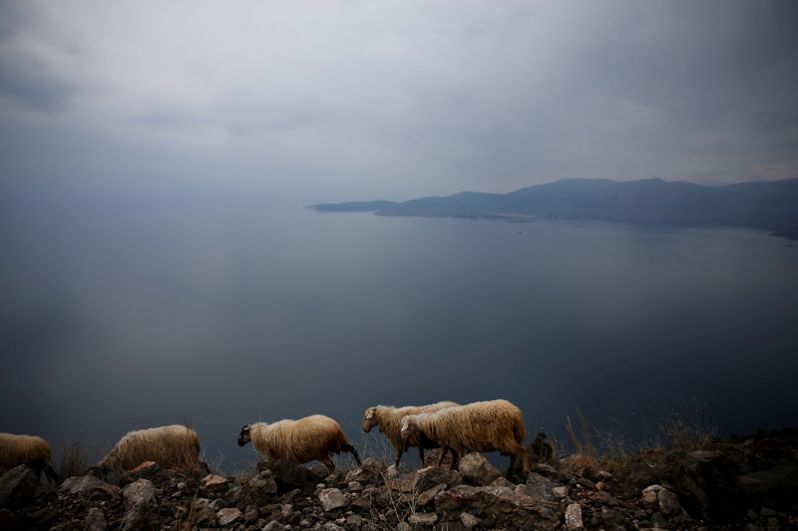 Овцы пасутся на скале недалеко от города Итеа, Греция.