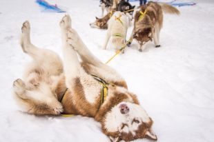 В выходные будет снежно и тепло.