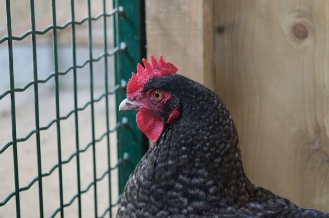 В тюменской птицефабрике станет больше кур