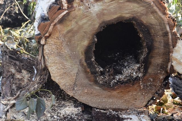 Вырубка деревьев в Барнауле вызвала негодование общественности