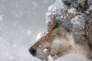 Серые хищники задирают собак и домашнюю живность.