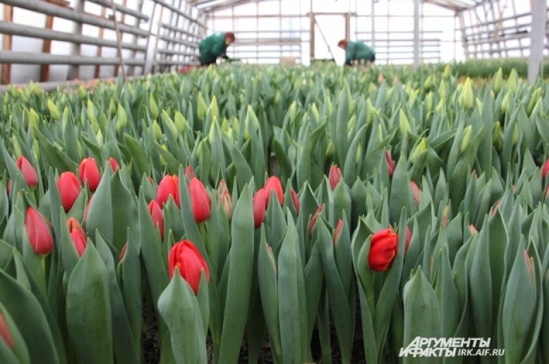 Тюльпаны к празднику 8 марта в Иркутске выращиваются ежегодно.