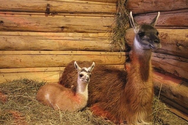 В зоопарке Калининграда рассказали о первых в 2018 году новорожденных.