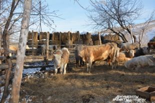 Честные руководители тратят средства на развитие предприятий.