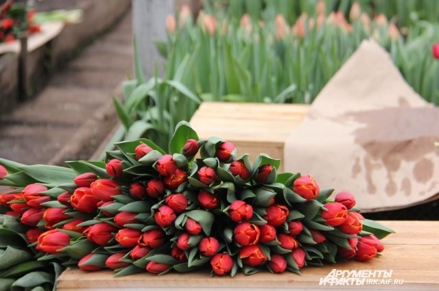 1000 тюльпанов: оренбуржец стал жертвой цветочных мошенников.