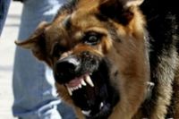 В Тюменской области собака напала на ребенка