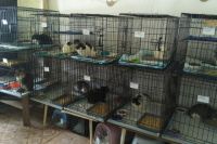 В приют «Матроскин» привезли 14 кошек.