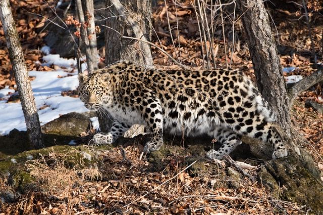 Очень редко дальневосточные леопарды решаются обзавестись потомство вдали от бескрайних широт тайги.
