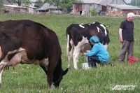 Заводы страны недополучают значительные объёмы и без того дефицитного молока-сырья. По официальным данным, России не хватает около 7 млн тонн сырого молока ежегодно.