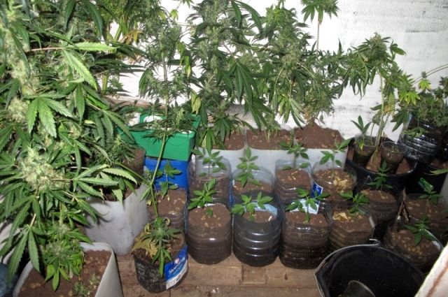 как вырастить марихуану в гараже