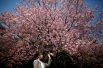 Цветущая сакура в Национальном парке Синдзюку-Гёэн в Токио, Япония.