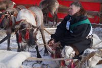 Оленеводы собирались в Ханты-Мансийске для гонок на оленьих упряжках