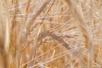 Пока Иркутская область не входит в список регионов, откуда можно поставлять пшеницу в Китай.