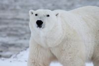 Белых медведей в мире осталось не более 30 000 особей.