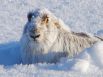 "Из-под снега".  Фото зайца-русака