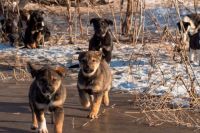 Оренбурженке отказали в возбуждении дела после убийства собаки и щенков.