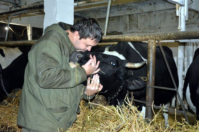 Сегодня у Панова 63 дойных коровы племенной черно-пестрой голштинской породы. 