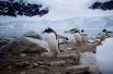 Пингвины в гавани Неко, Антарктида.