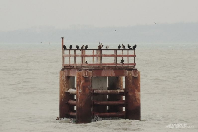 Птицы на вспомогательном сооружении возле моста.