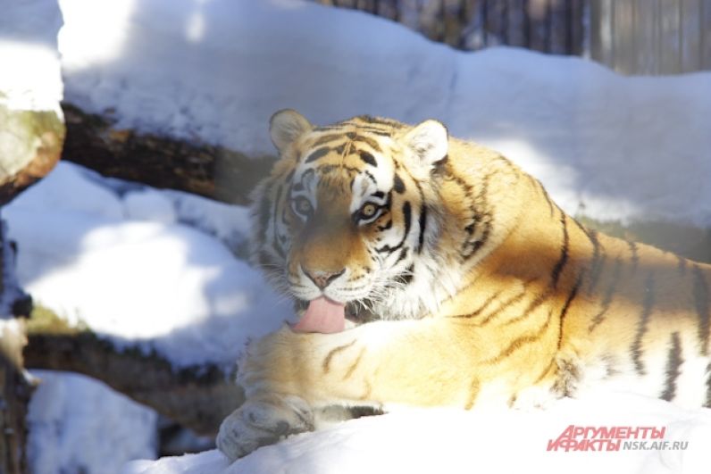 Тигр тоже любит погреться на солнышке.