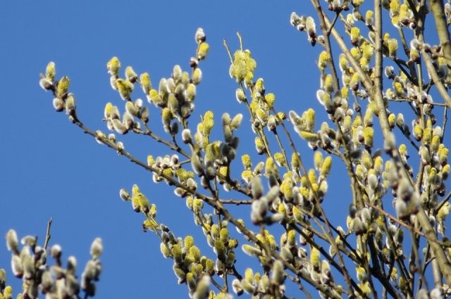 Верба знаменует просыпание природы после зимней спячки и пробуждение человека от греховного сна. 