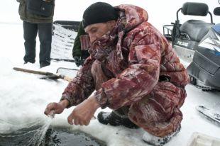В Коми рыболовы-любители в сутки смогут ловить не более 10 кг кумжи.