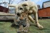 Среднеазиатская овчарка Эльза и детеныш африканского леопарда Милаша во время прогулки в владивостокском зоопарке. Собака взяла на воспитание леопарда после того, как от него отказалась мать.