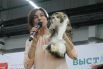 Эксперт по кошкам Ольга Друздь оценивает первую участницу выставки