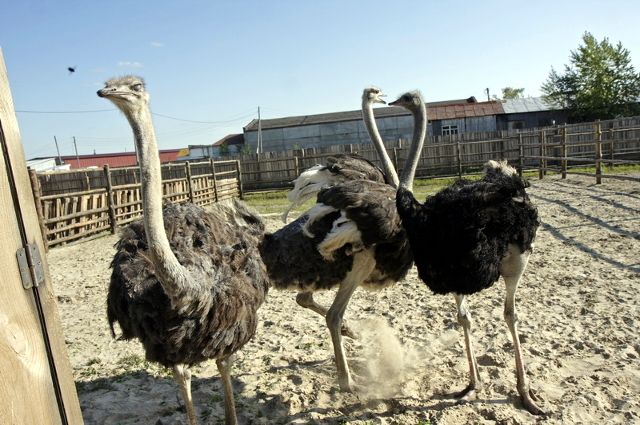 Разведением страусов хозяйка фермы Наталья Демченко занялась девять лет назад.