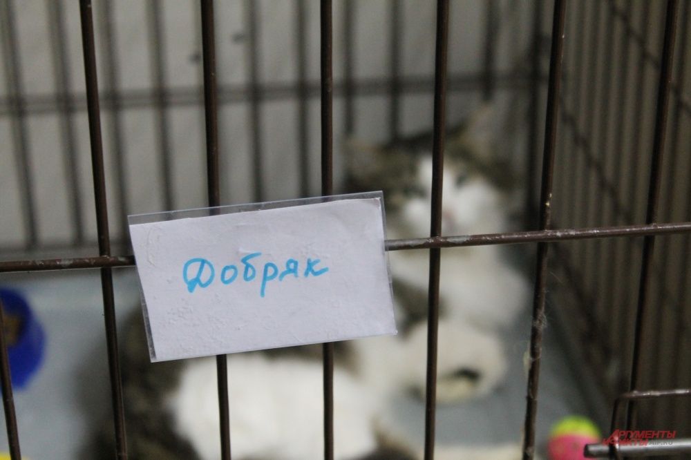 Иногда имя котика говорит само за себя